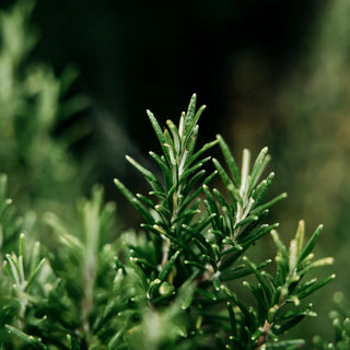 Tin Bay & Rosemary