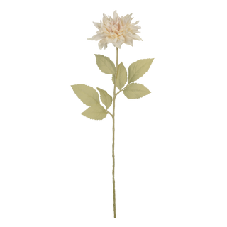 Dahlia Café Au Lait