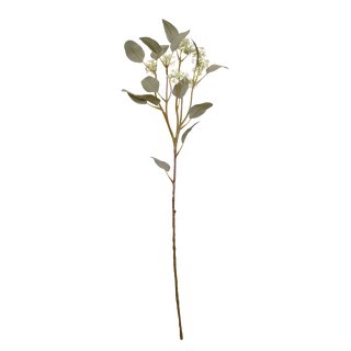 Eucalyptus Populus