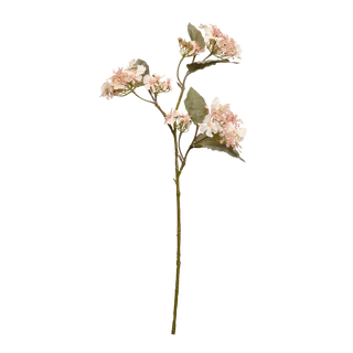 Hydrangea Anomola Blush