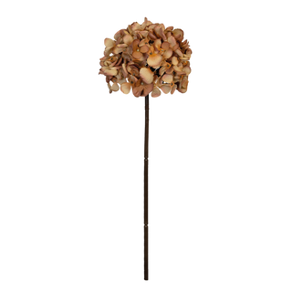 Hydrangea Cinnamon