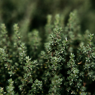 Victorian Herb Pot Small - Thyme & Mint