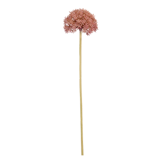 Allium Blush