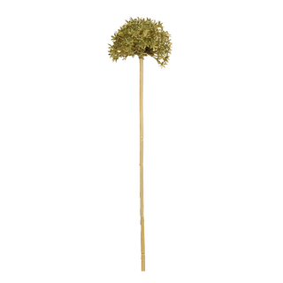 Allium Vert