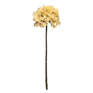 Hydrangea Buttery