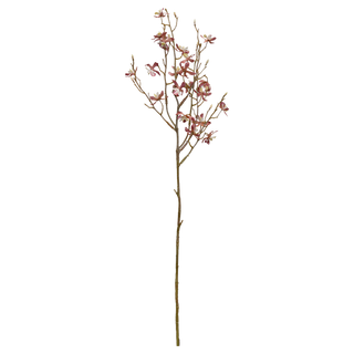 Oncidium Sharry Baby