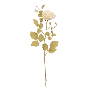 Rosa Crema
