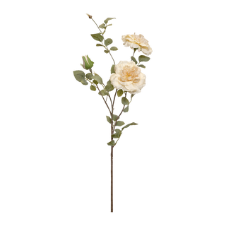 Rosa Marie Antoinette
